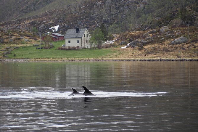 Small group Whale watching - Snacks, drinks, and the small comforts that add up