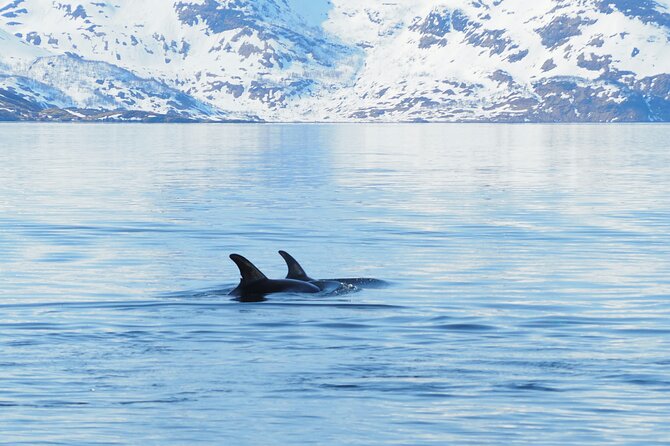 Small group Whale watching - Who this tour is best for (and who should think twice)