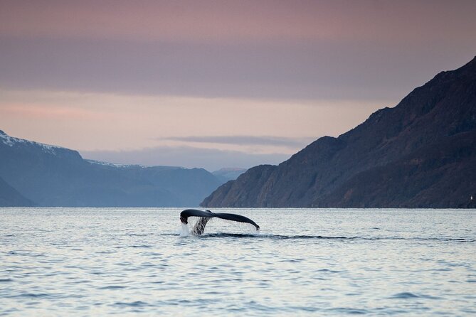 Small Group Whale Watching by RIB - Key takeaways