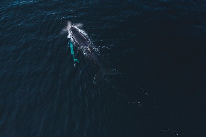 Small Group Whale Watching by RIB - Altafjord by RIB, and why the boat type matters