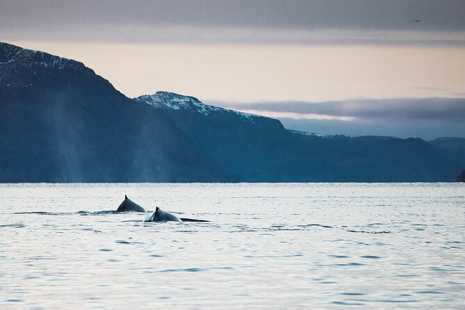 Small Group Whale Watching by RIB - Best for: cold-weather hardy people who want real boat time
