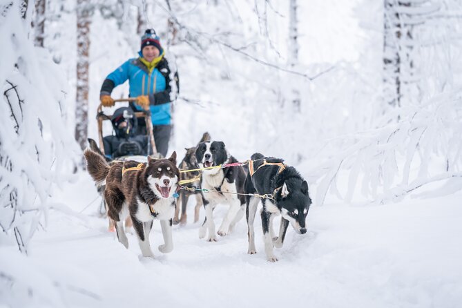 Small scale and Intimate Wilderness Dog Sledding 2h from Tromsø - Key highlights you’ll feel right away
