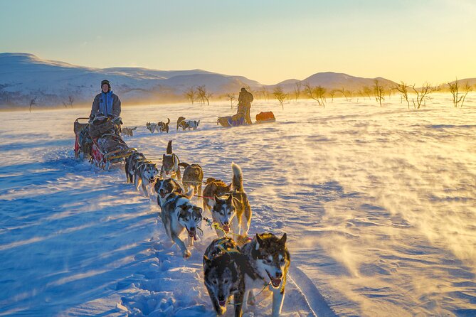 Small scale and Intimate Wilderness Dog Sledding 2h from Tromsø - On-trail experience: snowy forest trails, barking energy, and quiet speed