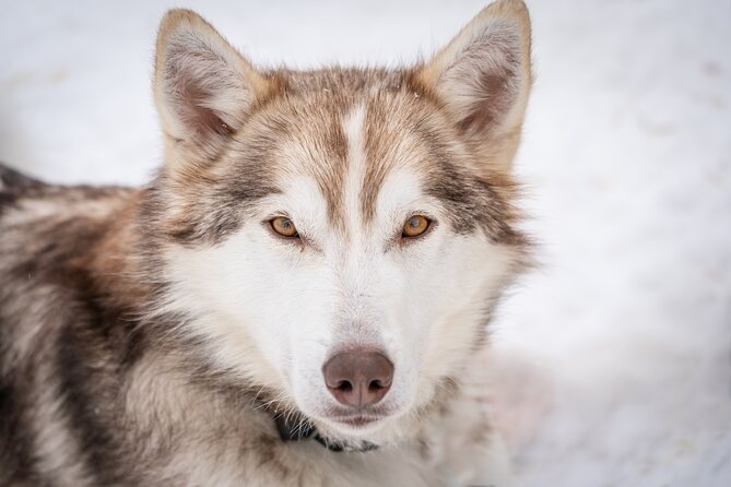 Small scale and Intimate Wilderness Dog Sledding 2h from Tromsø - What winter gear is handled for you, and what you should still bring