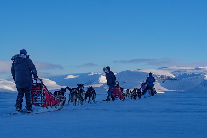 Small scale and Intimate Wilderness Dog Sledding 2h from Tromsø - Price and value: what you get for $377.89 in practical terms
