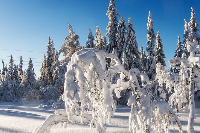 Snowshoe Tour in Winter Wonderland - Oslo - Frognerseteren stop: where the tour goes from city to winter hiking