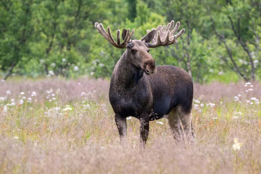 Sortland: Andøya Scenic Route & Wildlife Tour - Key things to know before you go