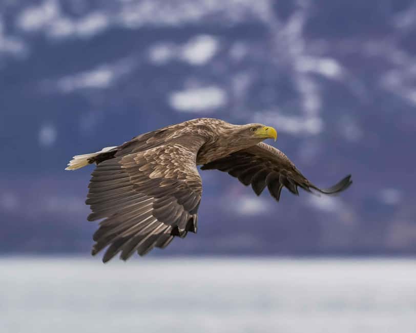 Sortland: Andøya Scenic Route & Wildlife Tour - Getting picked up and finding the right van