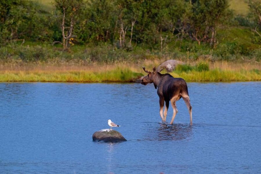 Sortland: Andøya Scenic Route & Wildlife Tour - Your van ride strategy: why comfort matters for wildlife