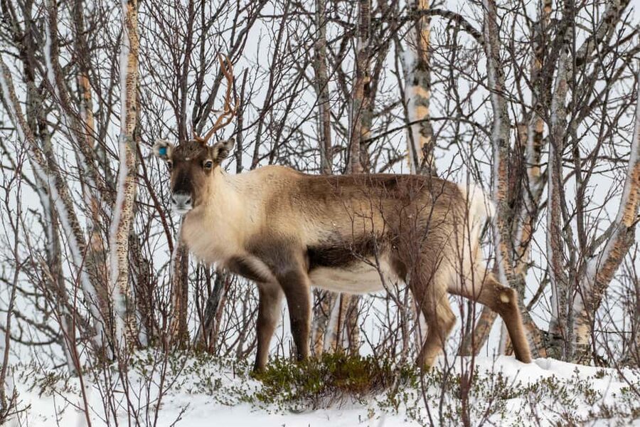 Sortland: Andøya Scenic Route & Wildlife Tour - The scenery stops: white-sand beaches, steep cliffs, and moorland horizons