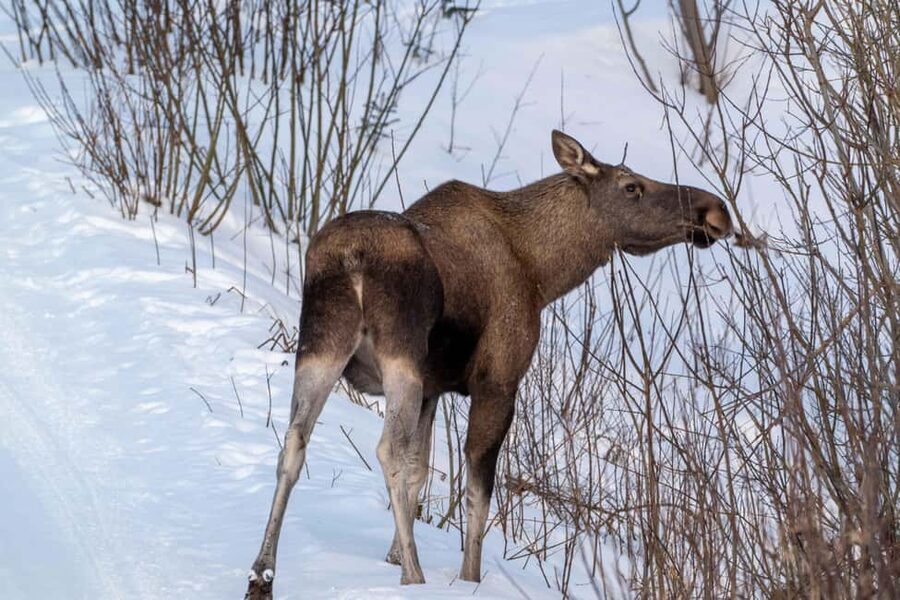 Sortland: Andøya Scenic Route & Wildlife Tour - What the guide actually does for you