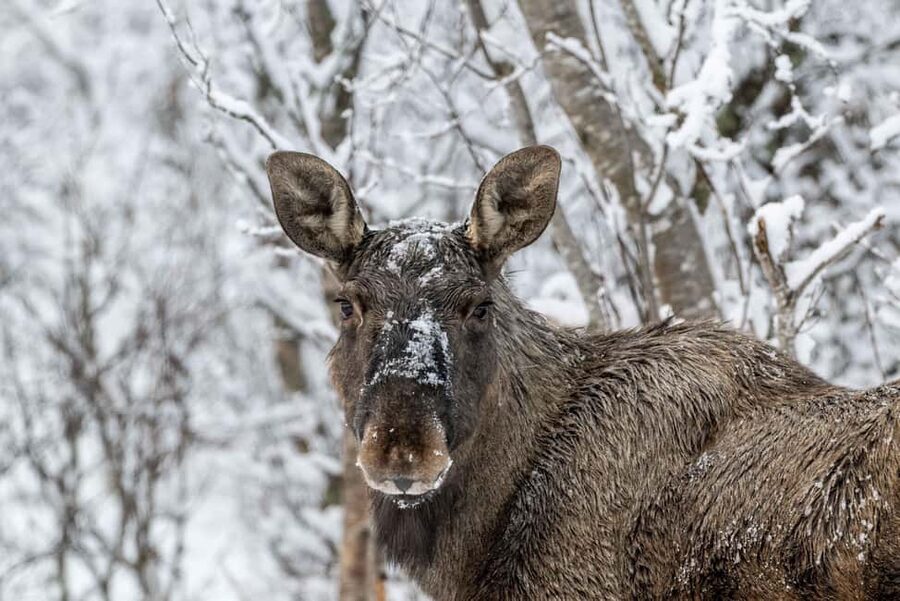 Sortland: Andøya Scenic Route & Wildlife Tour - Weather and clothing: how to stay comfortable in Arctic Norway