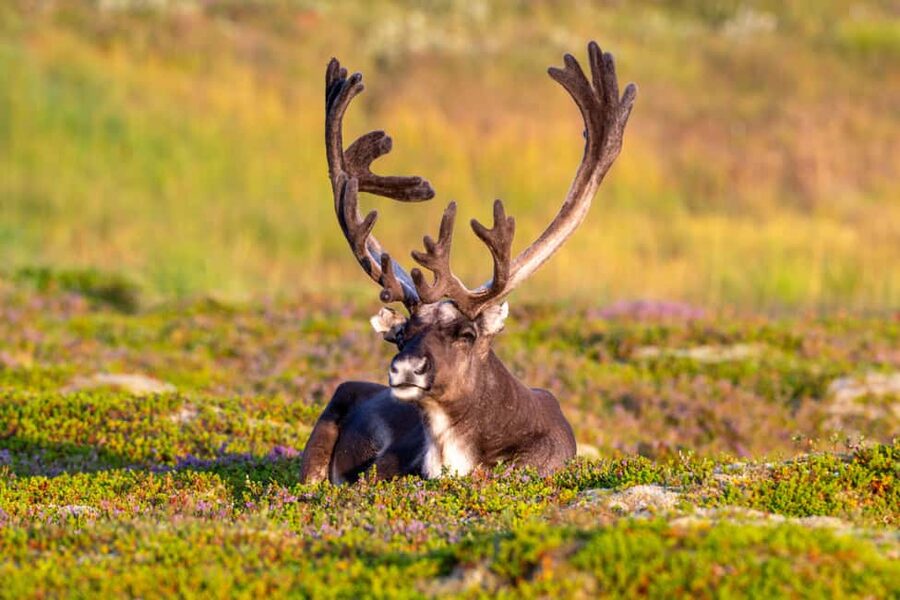 Sortland: Andøya Scenic Route & Wildlife Tour - Duration and price, and what $183 buys you