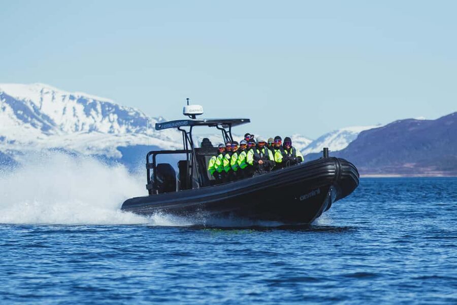 Sortland: Trollfjord RIB Boat Tour - Sea eagle spotting: how to watch for Norway’s largest raptor