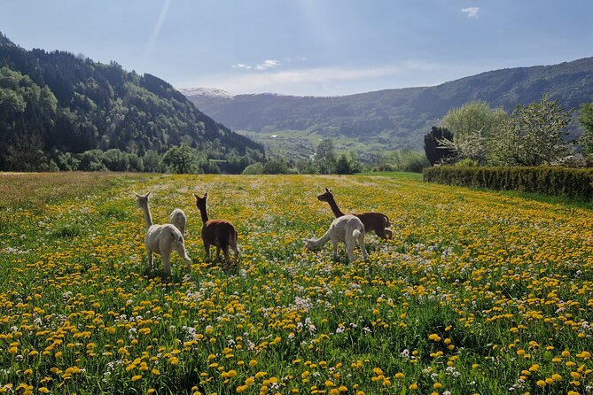 Steim Farm Experience in Vik, Norway - Key highlights you will actually care about