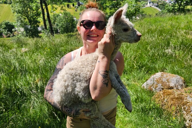 Steim Farm Experience in Vik, Norway - Alpacas, ducks, goats, and long-wooled sheep, up close
