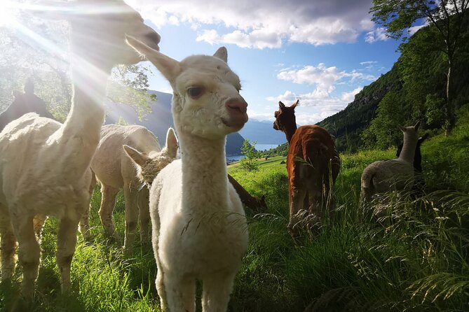 Steim Farm Experience in Vik, Norway - Vikøyri viewpoints: the village orientation stop