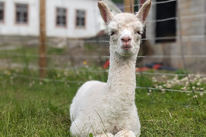 Steim Farm Experience in Vik, Norway - Price and value: is $32.26 worth it?