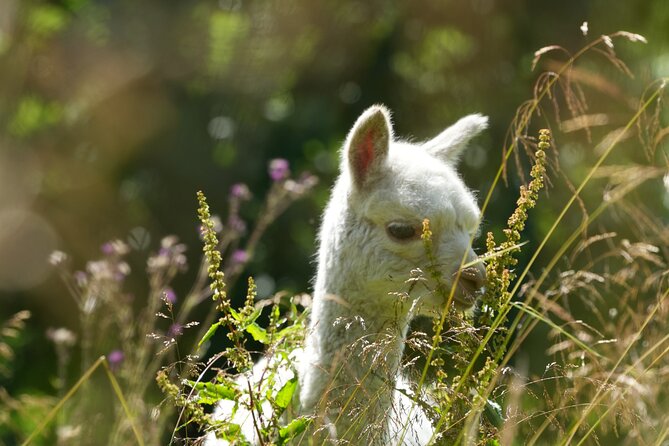 Steim Farm Experience in Vik, Norway - The organic vegetable garden, plus strawberry taste time