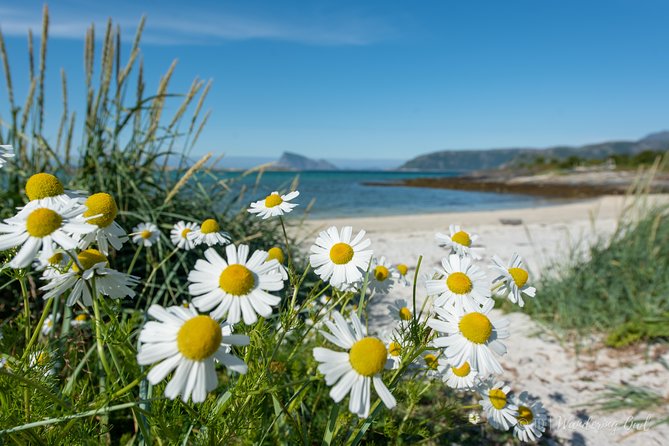 Summer Fjord Road Trip with Citizen Science with Wandering Owl - Small group touring with guides like Ellie, Gerald, Anna, and Evgeni