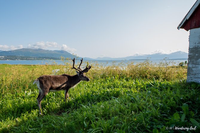 Summer Fjord Road Trip with Citizen Science with Wandering Owl - Weather, roads, and packing: the calm way to handle Tromsø’s surprises