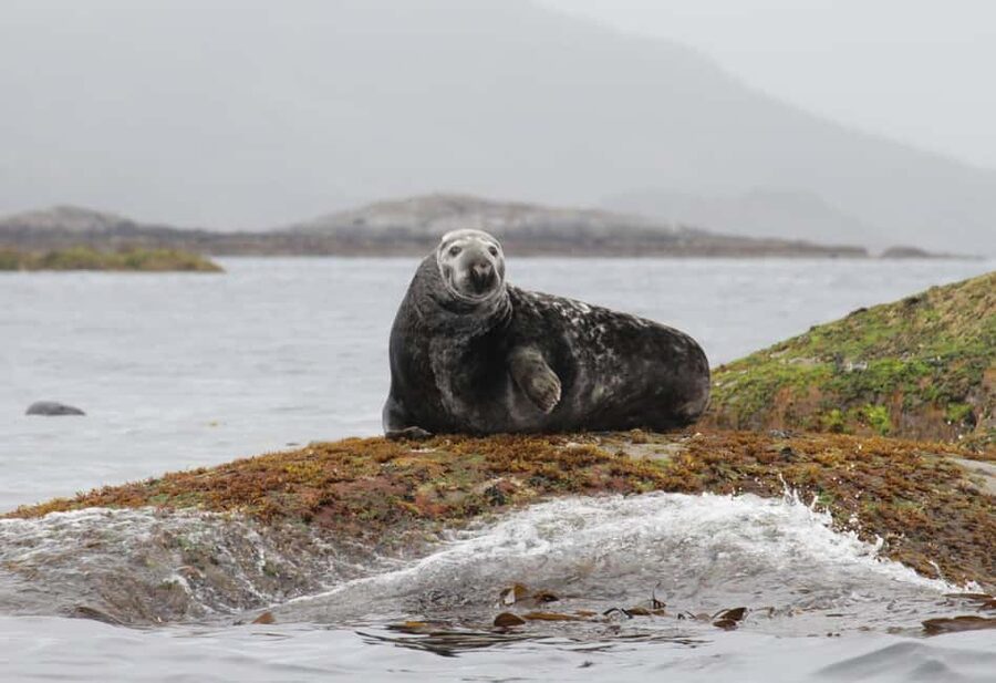 Summer Snorkeling with Grey Seals - Key things that make this snorkel stand out