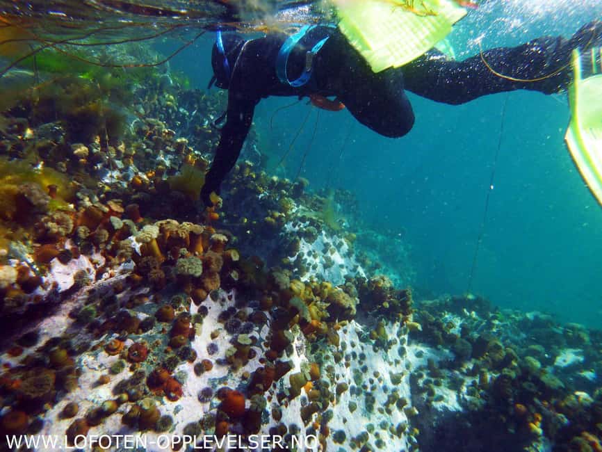 Summer Snorkeling with Grey Seals - Why Lofoten summer snorkeling feels different from most trips