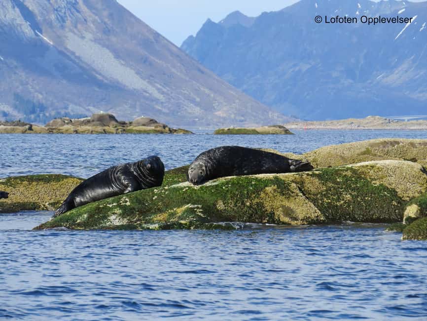 Summer Snorkeling with Grey Seals - Getting started at Dreyers gate 15 and the calm 30-minute safety briefing