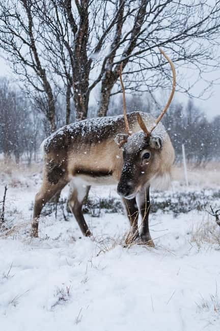 Svolvær: Sami Culture and Reindeer Experience - Key things to know before you go