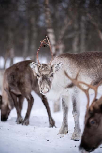 Svolvær: Sami Culture and Reindeer Experience - What to pack and how to plan your day