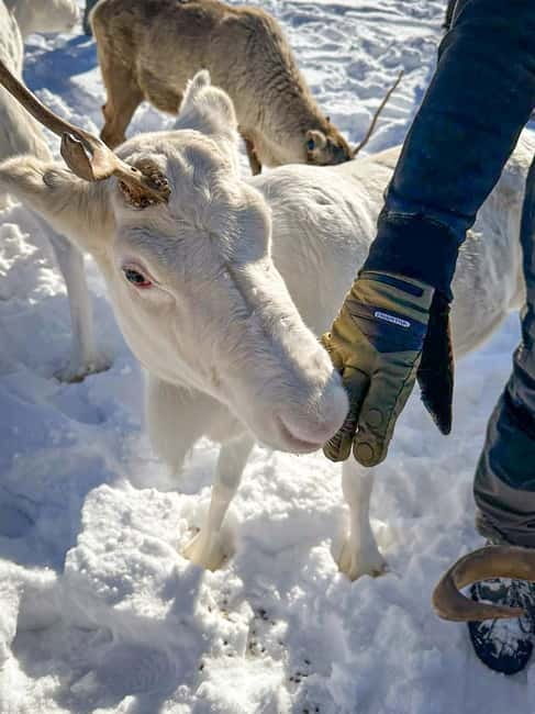 Svolvær: Sami Culture and Reindeer Experience - Reindeer paddock walk: feeding, petting, and how to behave