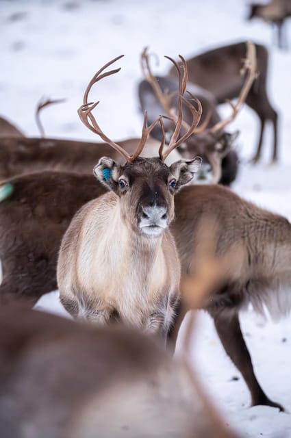 Svolvær: Sami Culture and Reindeer Experience - Food by the fire: summer packed lunches and winter warm meals