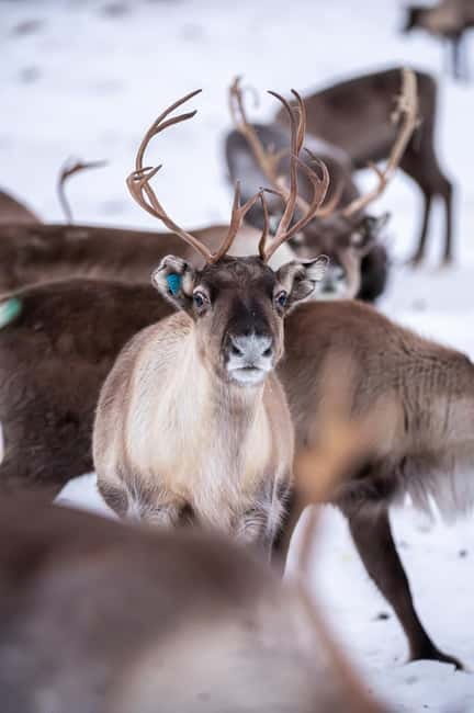 Svolvær: Sami Culture and Reindeer Experience - Sami culture and Sapmi history, explained with questions in mind