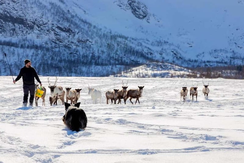Svolvær: Sami Culture and Reindeer Experience - Price and value: what you pay for at $240 per person