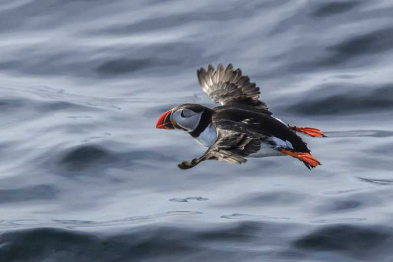 The Bird Safari Tour - Key things to know before you go