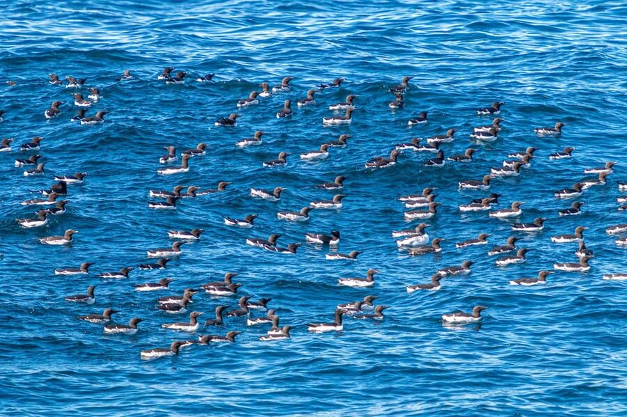 The Bird Safari Tour - Why the Birdsafari Tour from Honningsvåg is more than a quick boat ride