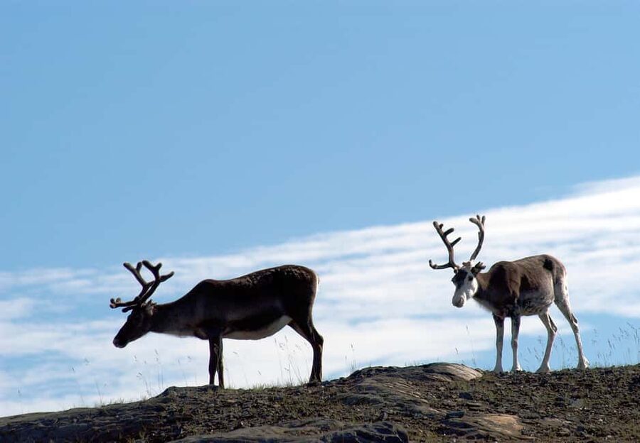 The North Cape Midnight Tour - Honningsvåg meeting point, and why timing matters in the dark