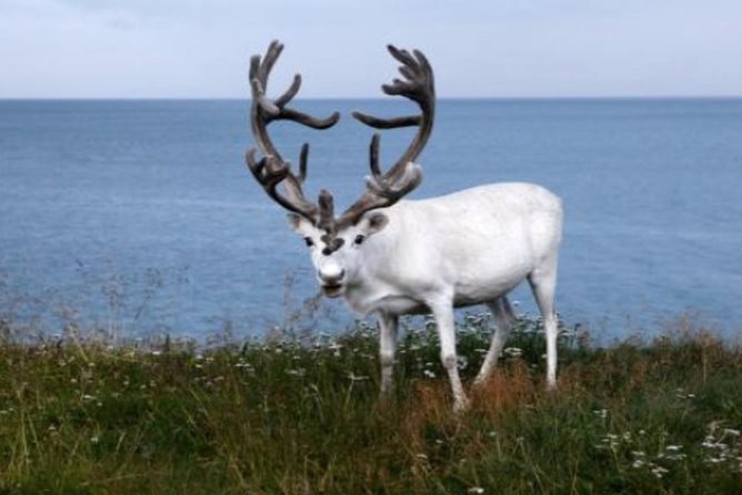 The North Cape, Reindeer and Sami Families Tour - Group Size, Pickup Chaos, and How to Avoid Wasted Time
