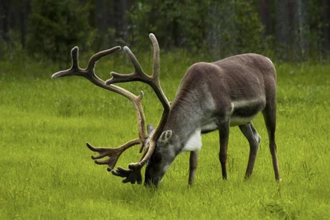 The North Cape, Reindeer and Sami Families Tour - Nordkapphallen Inside: What 1 Hour 20 Minutes Gets You