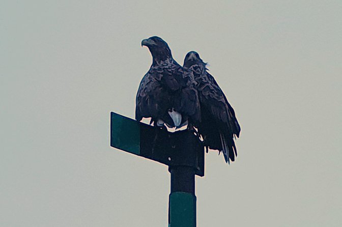 Trollfjord and Sea Eagle Safari Tour from Svolvaer - The 2-hour ride: what the experience actually feels like