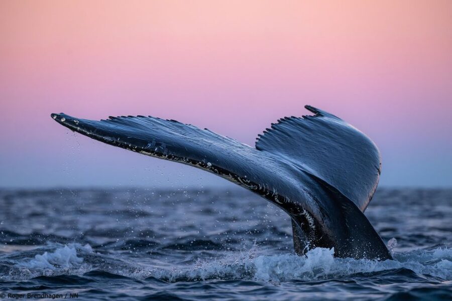 Tromsø: 24hr Northern Lights & Whale Watching Cruise - The onboard rhythm: lunch, rest time, and a second whale lecture