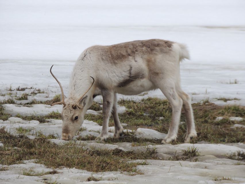 Tromso: All-Inclusive Arctic Fjords and Sommarøy Scenic Tour - Photo package: included, timed well, and useful later