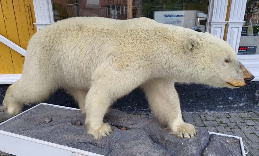 Tromsø: Arctic Cathedral and Tromsø Treasures walking tour - Price and value: is $67 fair for 2.5 hours?