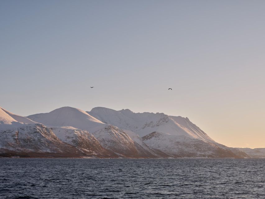 Tromsø: Arctic Fjord Cruise in Polar Landscapes - The free photography lesson: why it improves your results