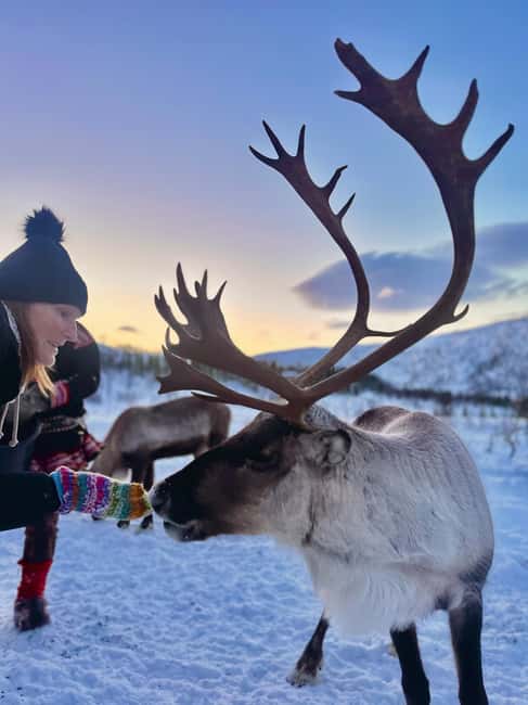 Tromsø: Arctic fjord sightseeing, Reindeer feeding and lunch - Key highlights worth your attention