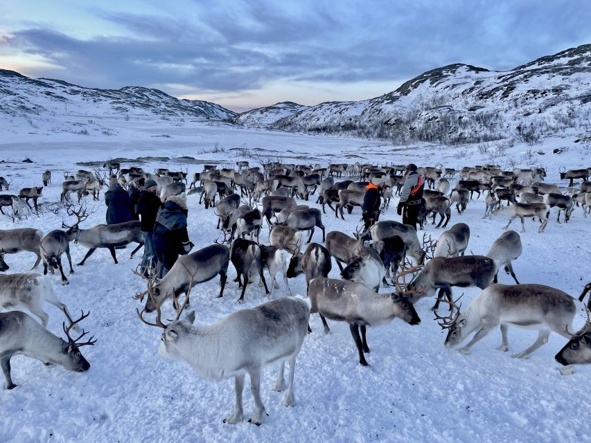 Tromsø: Arctic fjord sightseeing, Reindeer feeding and lunch - Why this Tromsø day trip feels like real Arctic life