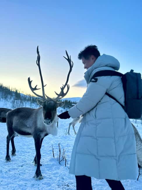 Tromsø: Arctic fjord sightseeing, Reindeer feeding and lunch - The guided stop at Sjøtunvegen 306: time to slow down and look