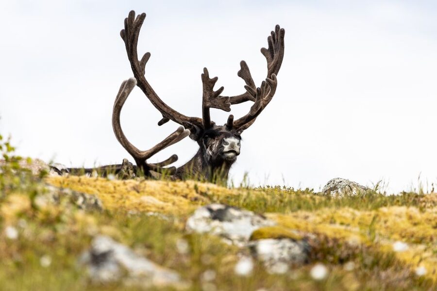 Tromsø: Arctic Fjords Tour to Kvaløya with Panoramic Lunch - What to bring, and how to avoid common hiccups