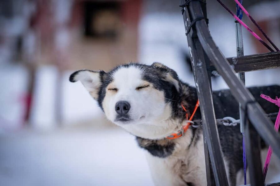 Tromsø: Dog Sledding Adventure at Camp Aspemo - Camp Aspemo Timing, Transfers, and How the Half-Day Shapes Up