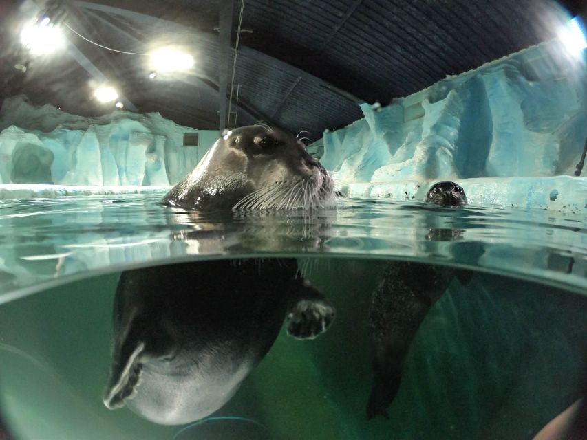 Tromsø: Entrance Ticket to Polaria - The aquarium and seals: the main event, with real eye-level payoff